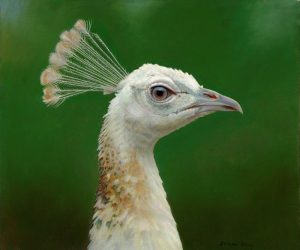 Kim - Indian Peahen